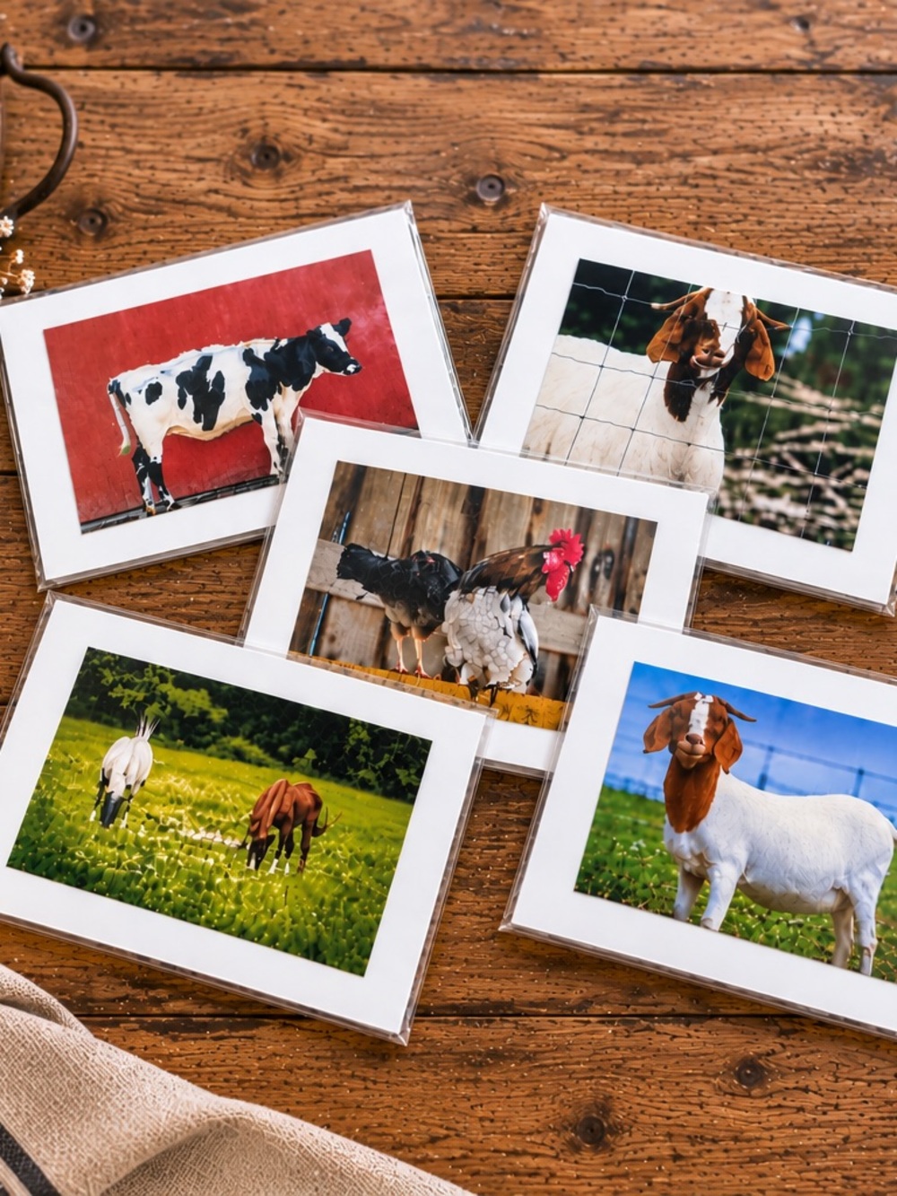 Farm Animal Original Photography Greeting Cards Set of 5 | Handmade Blank Cards